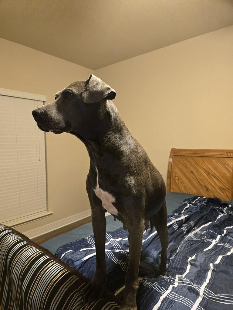 June, an adoptable American Staffordshire Terrier in Ashwaubenon, WI, 54313 | Photo Image 3