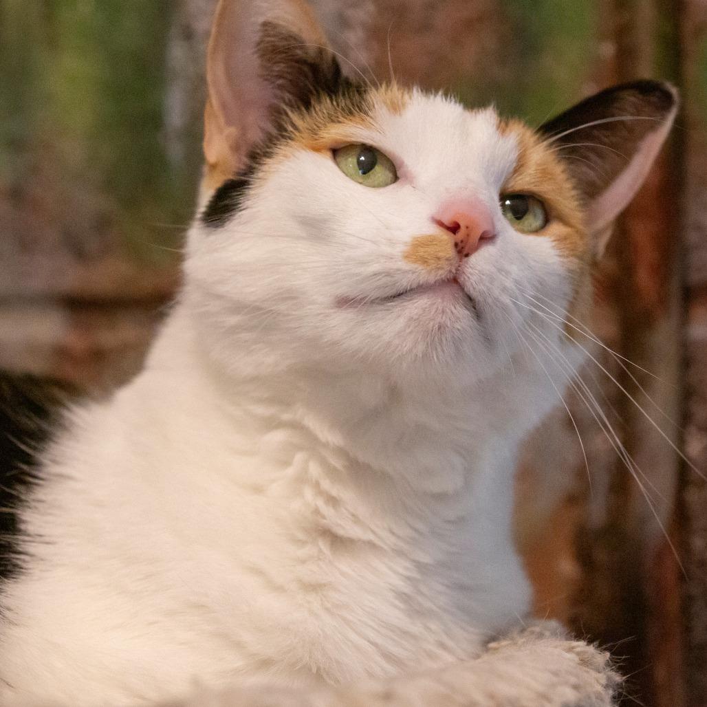 Enlarge Cookie, a Adoptable mixed breed in Cartersville, GA image 2/2