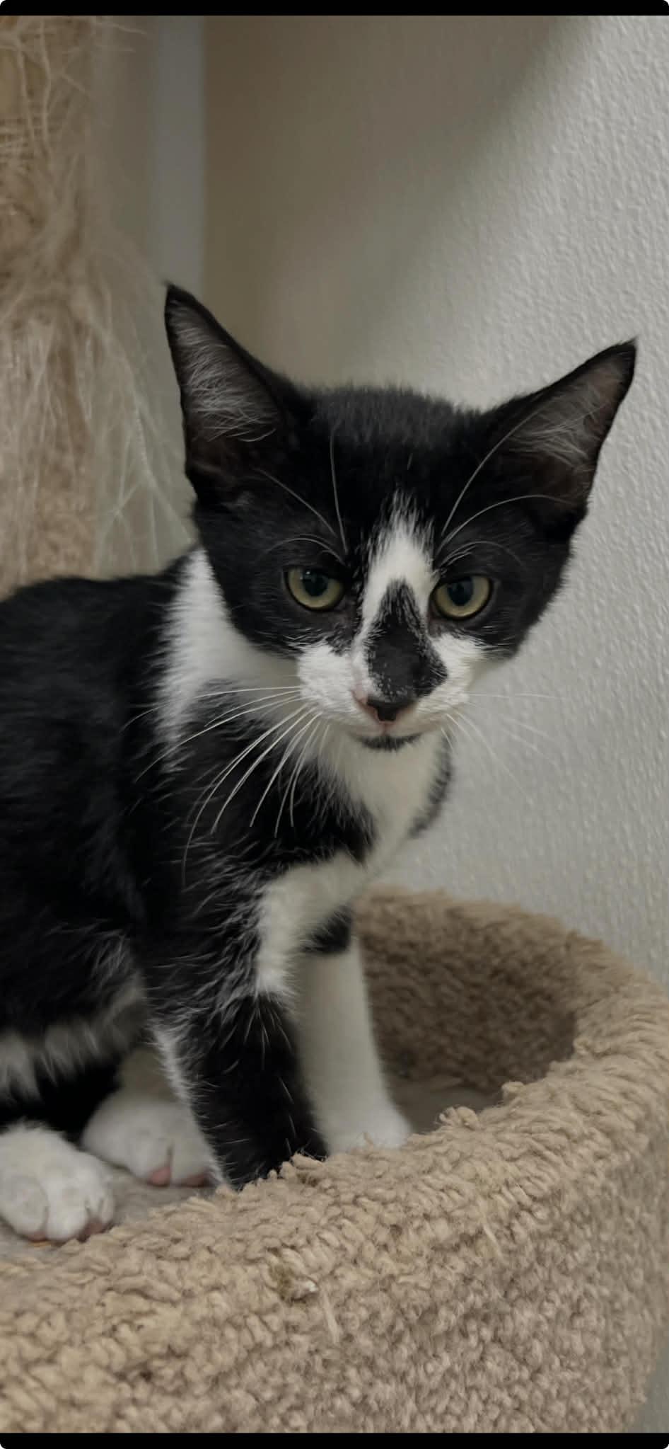 Enlarge Jack, a Adoptable Domestic Short Hair in Port Lavaca, TX image 1/1