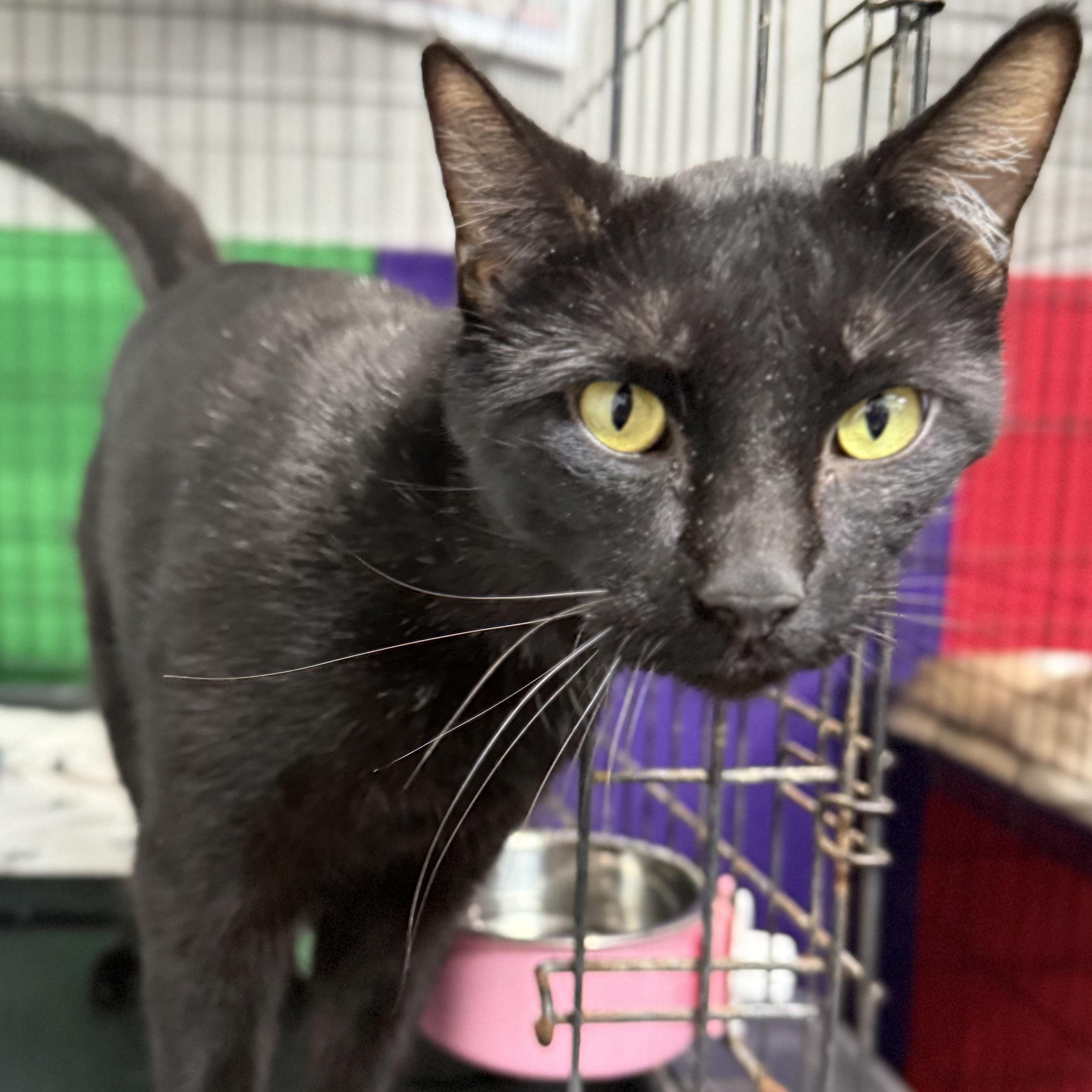 Loki -- (tv), a Adoptable mixed breed in Council Bluffs, IA image 2/4