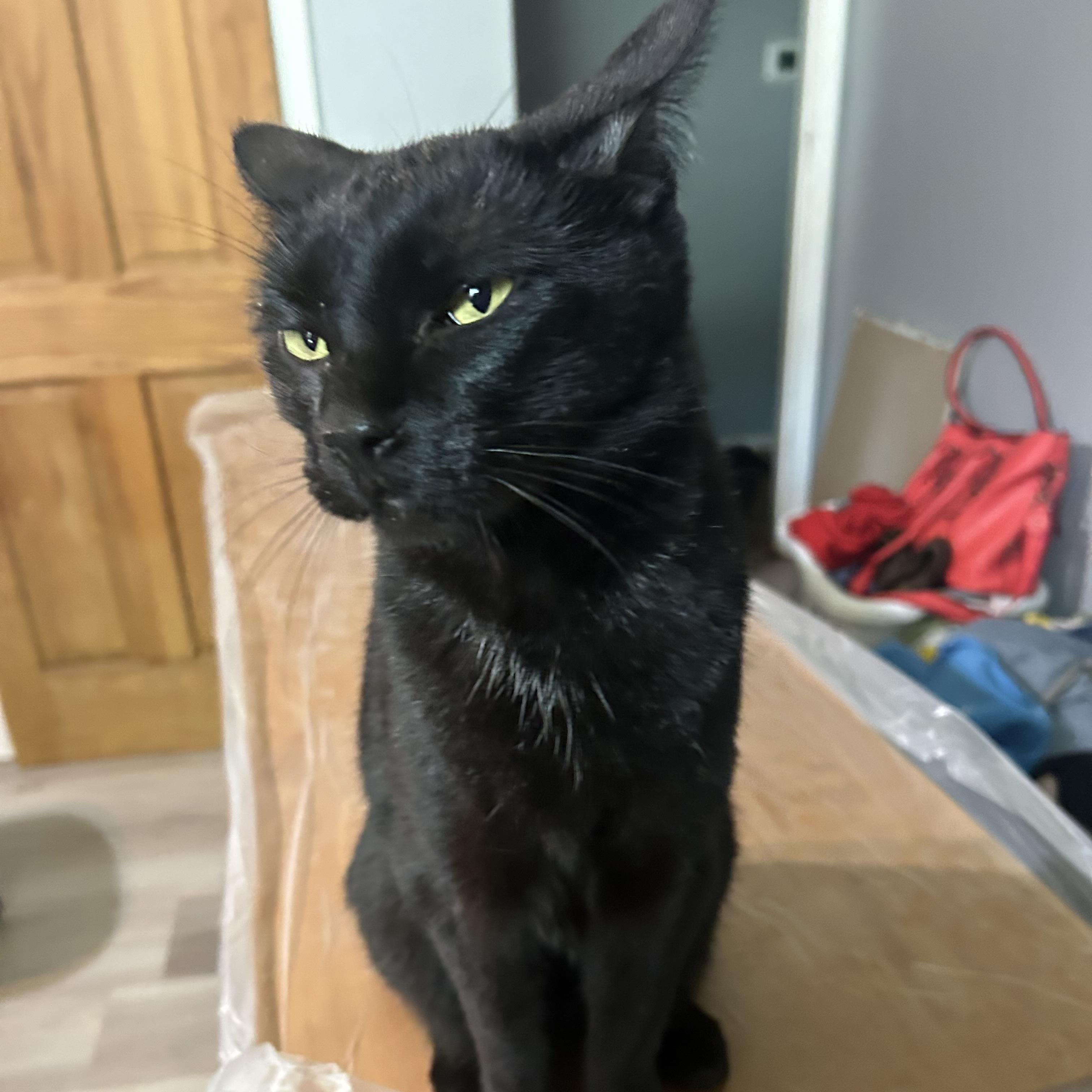 Loki -- (tv), a Adoptable mixed breed in Council Bluffs, IA image 4/4