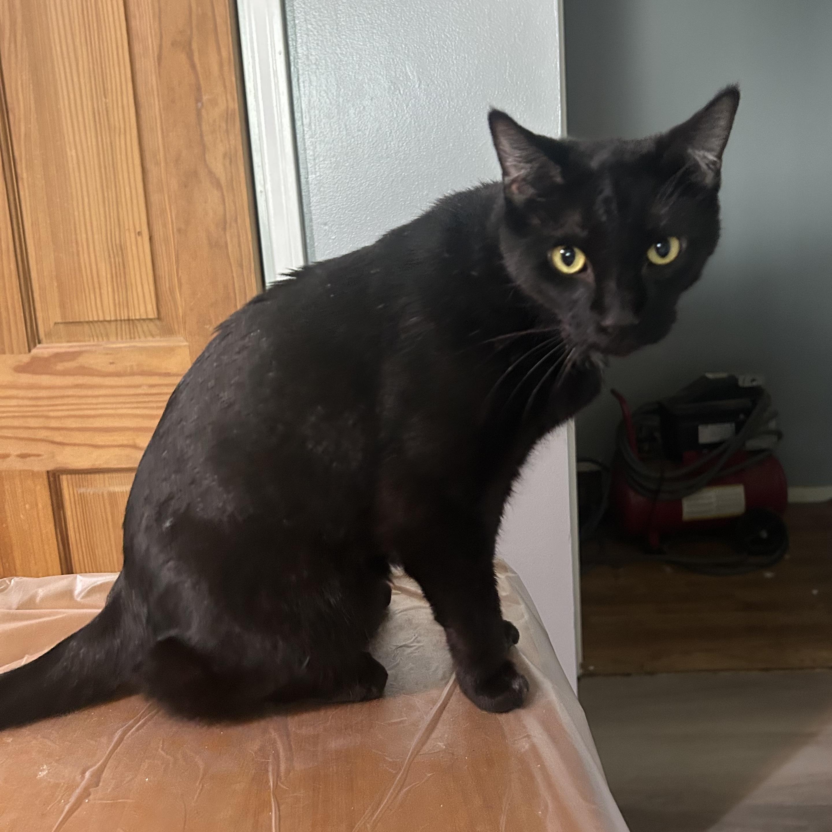 Loki -- (tv), a Adoptable mixed breed in Council Bluffs, IA image 3/4