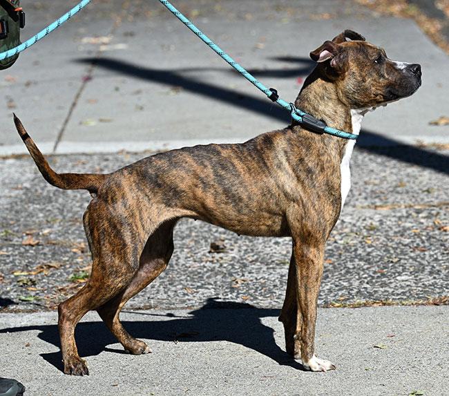 #272 Sasha, a Adoptable mixed breed in New Haven, CT image 4/4