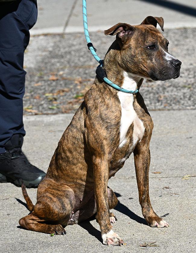 #272 Sasha, a Adoptable mixed breed in New Haven, CT image 3/4