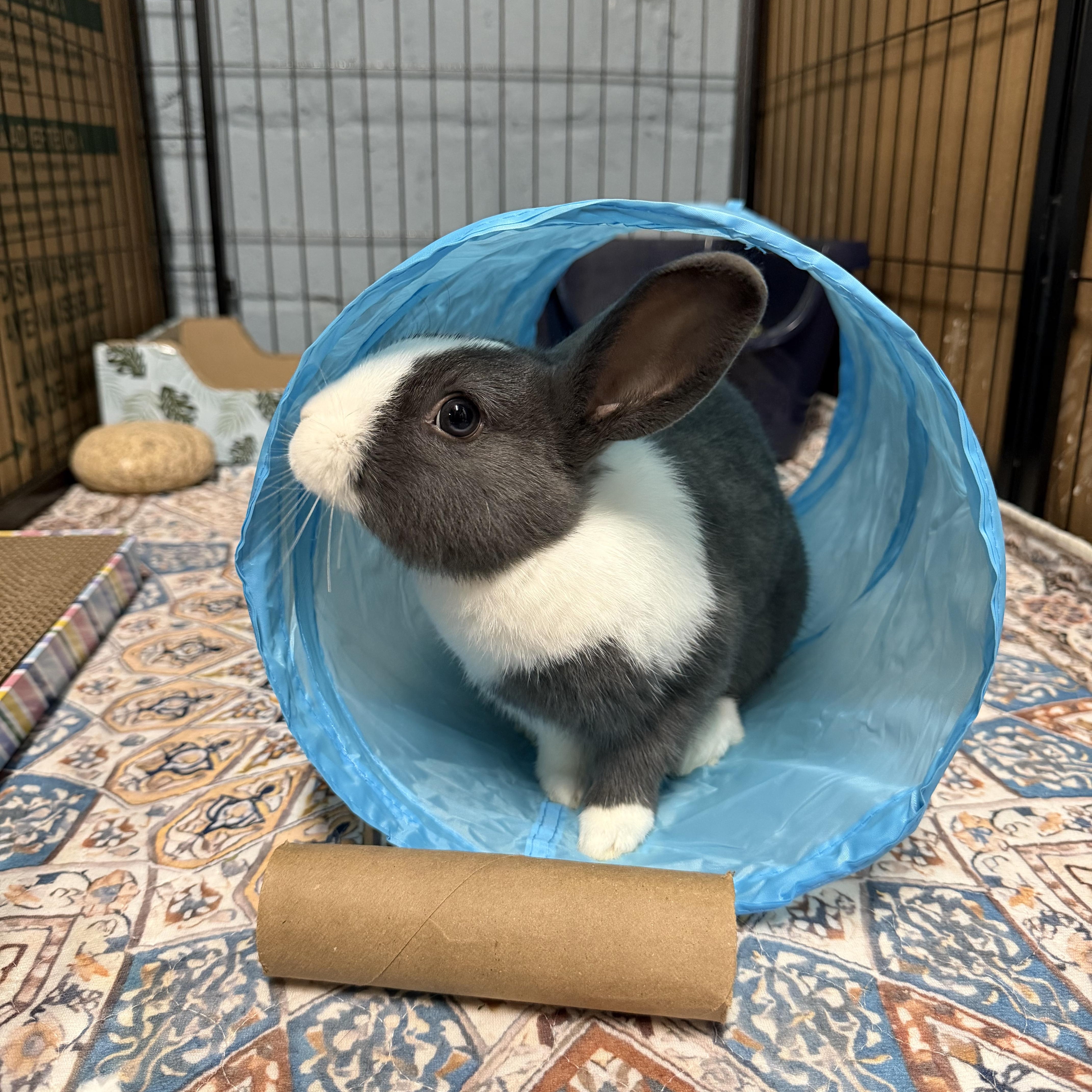 Enlarge DOLCE, a Adoptable mixed breed in Forest Hills, NY image 2/6