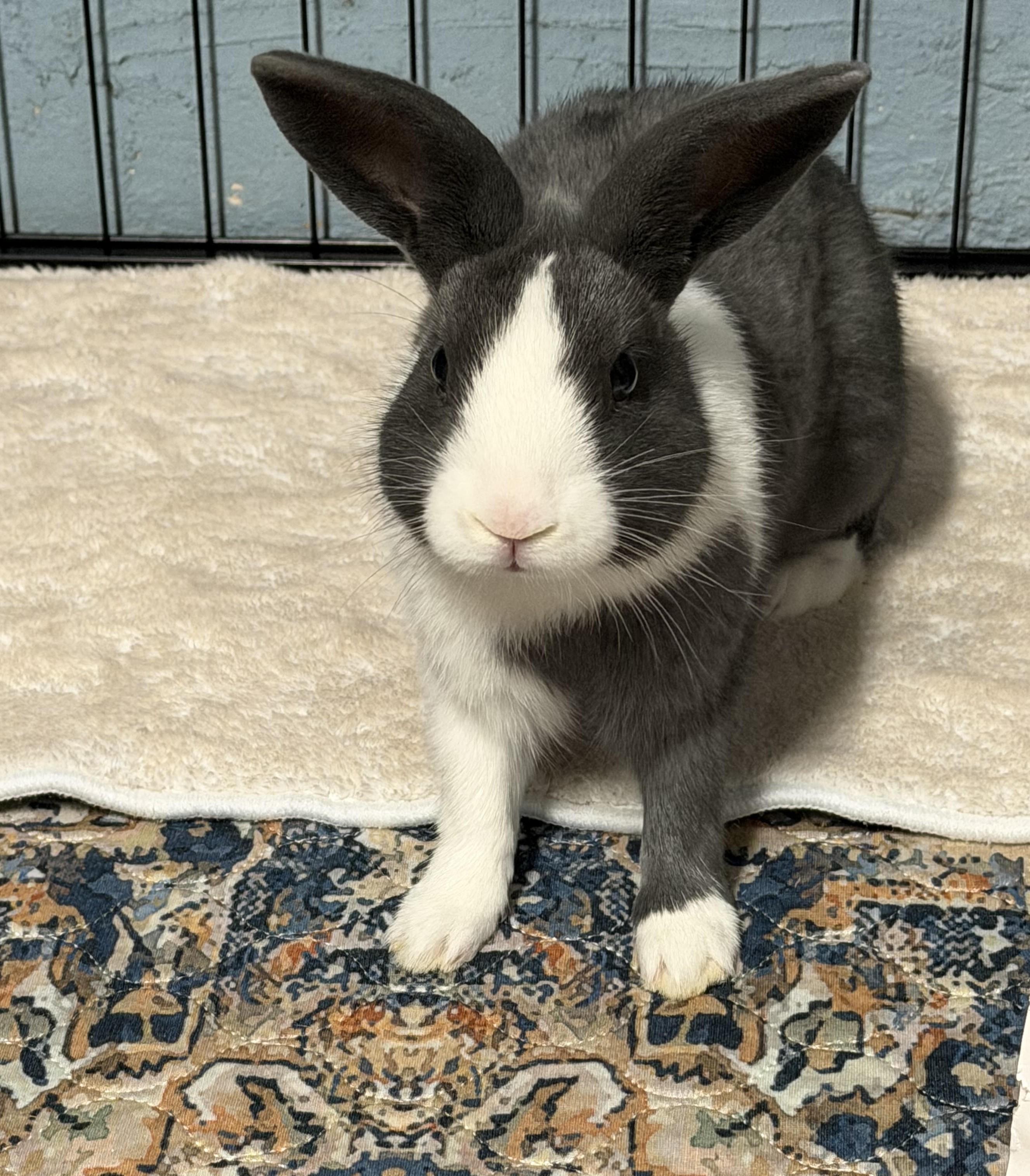 Enlarge DOLCE, a Adoptable mixed breed in Forest Hills, NY image 6/6