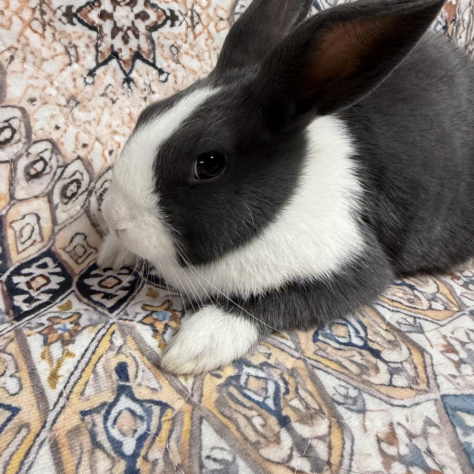 Enlarge DOLCE, a Adoptable mixed breed in Forest Hills, NY image 4/6