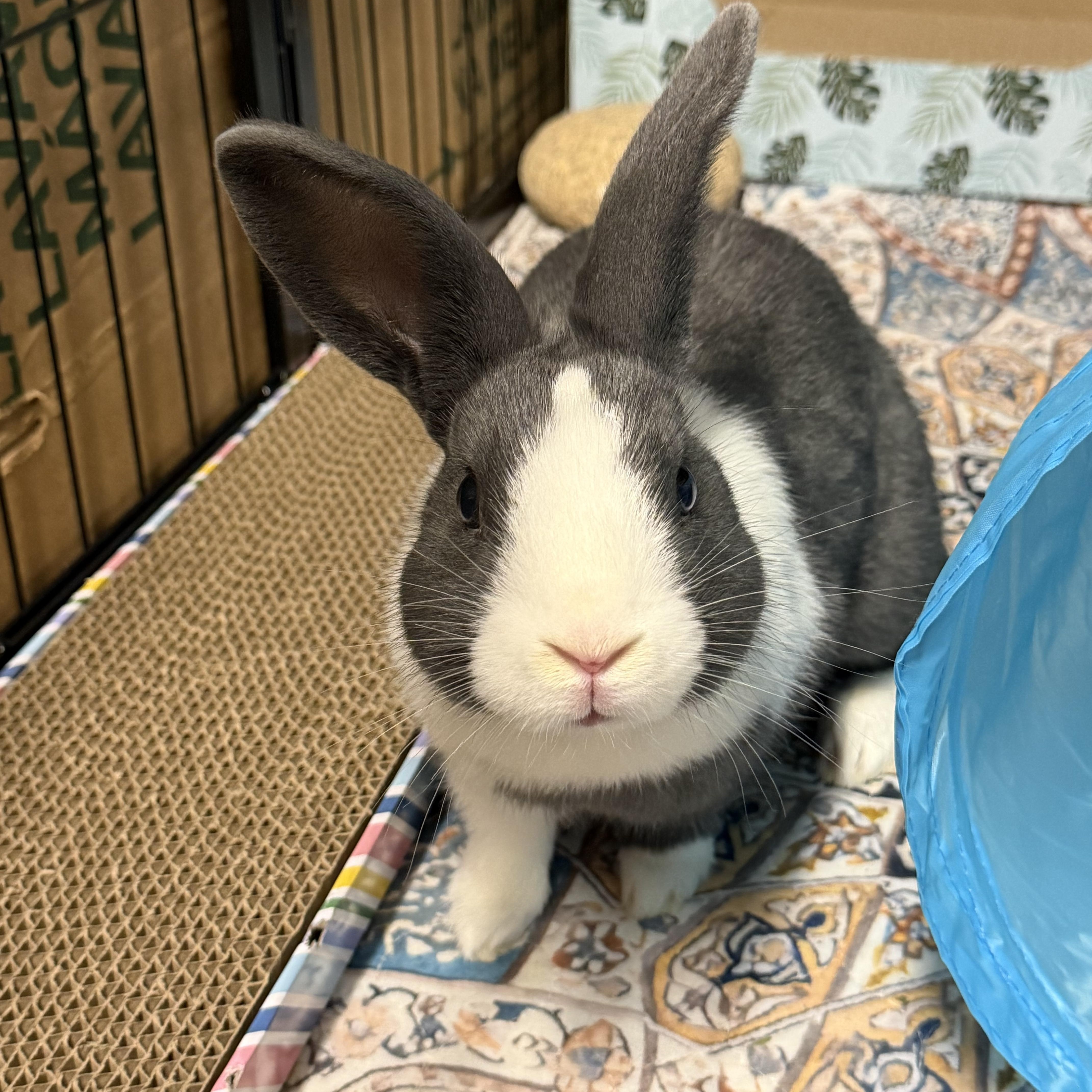 Enlarge DOLCE, a Adoptable mixed breed in Forest Hills, NY image 1/6