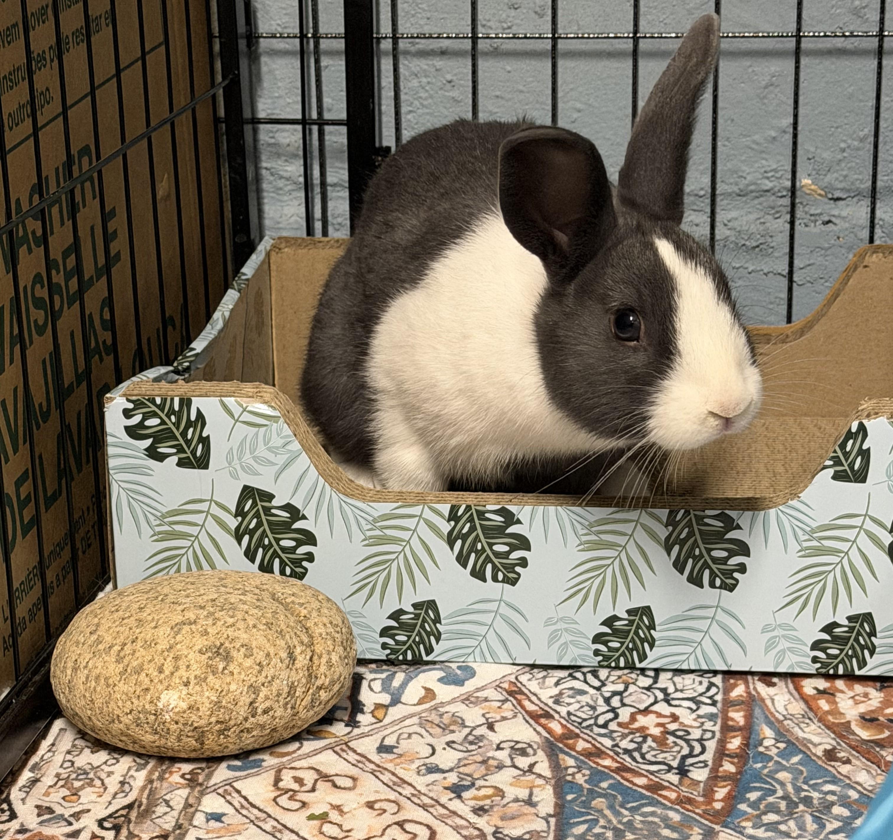 Enlarge DOLCE, a Adoptable mixed breed in Forest Hills, NY image 3/6