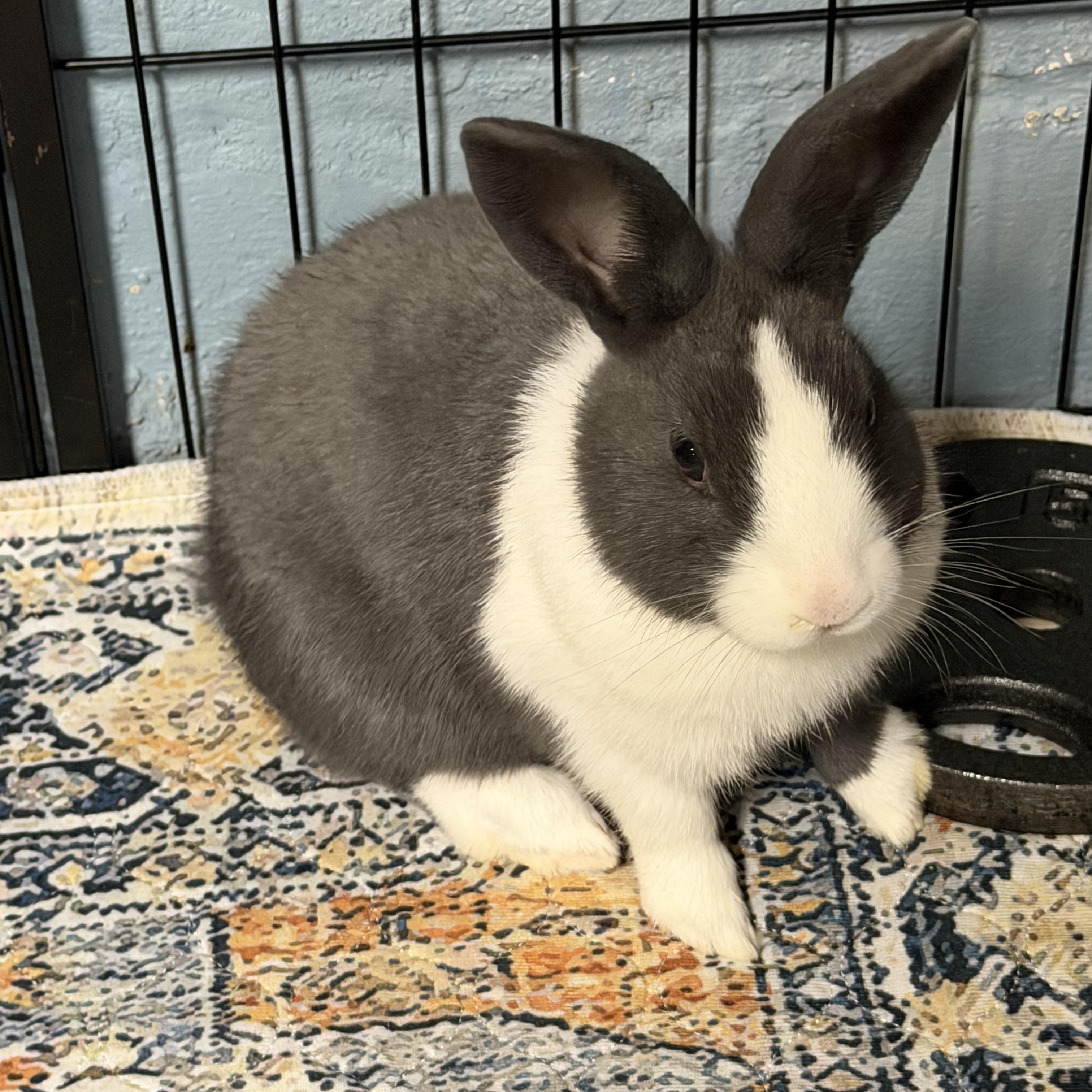 Enlarge DOLCE, a Adoptable mixed breed in Forest Hills, NY image 5/6
