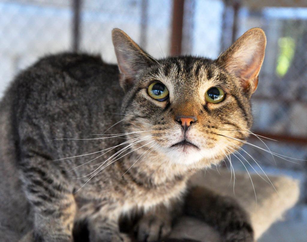 Enlarge Avril, a Adoptable mixed breed in Ogden, UT image 1/3