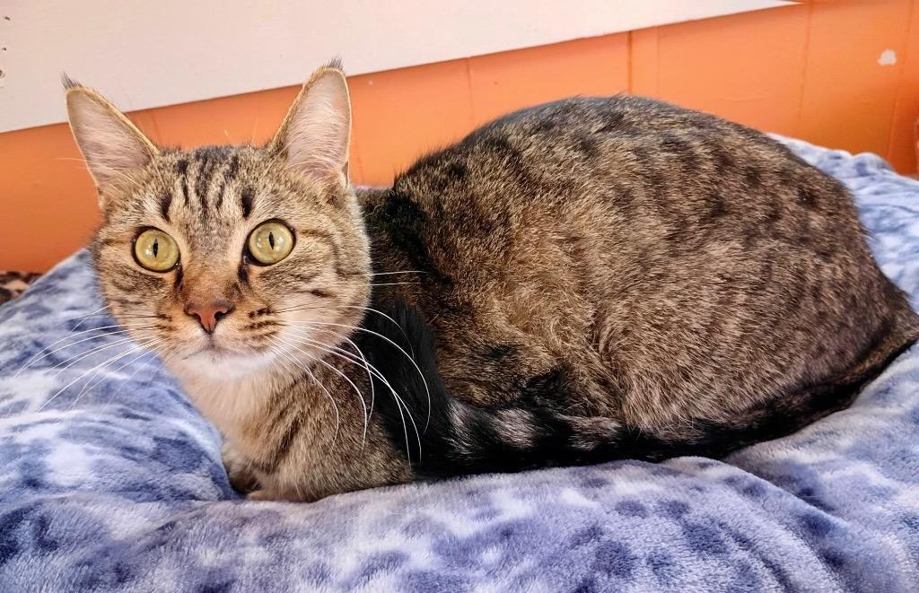 Enlarge Avril, a Adoptable mixed breed in Ogden, UT image 3/4