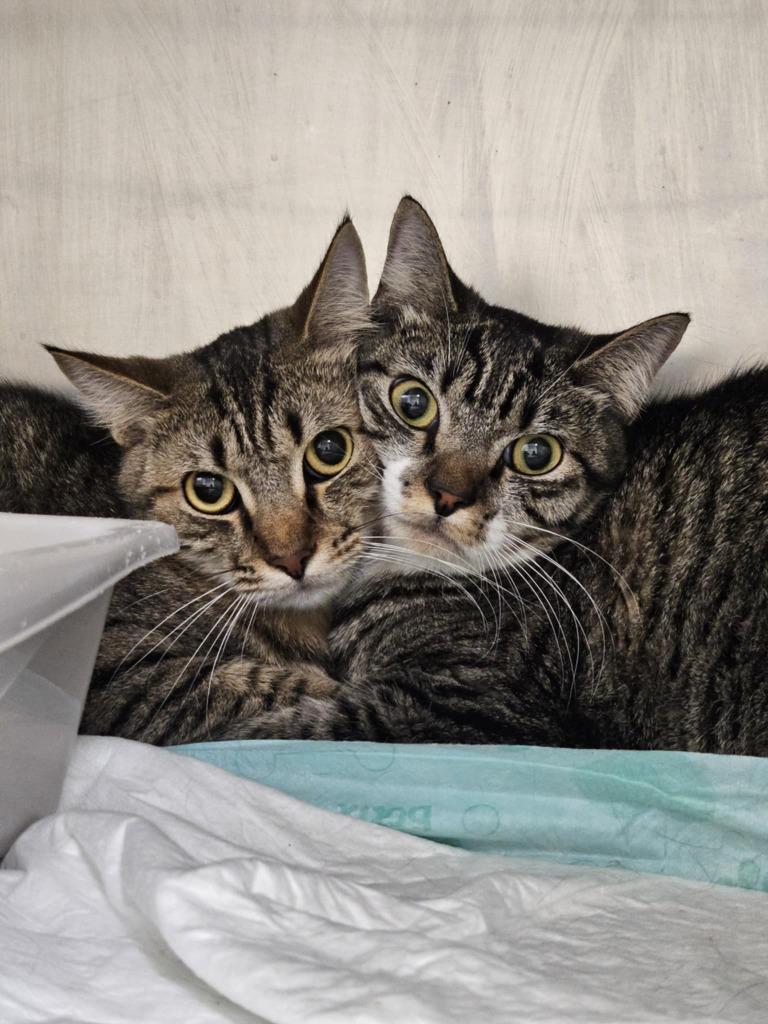 Enlarge Avril, a Adoptable mixed breed in Ogden, UT image 4/4