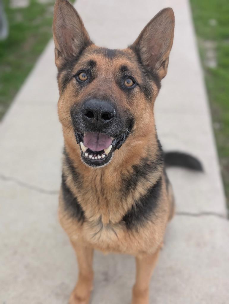 Togo - PENDING ADOPTION, a Adoptable German Shepherd Dog in Defiance, OH image 1/5