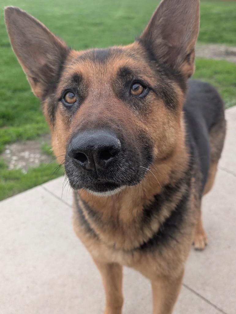 Togo - PENDING ADOPTION, a Adoptable German Shepherd Dog in Defiance, OH image 2/5