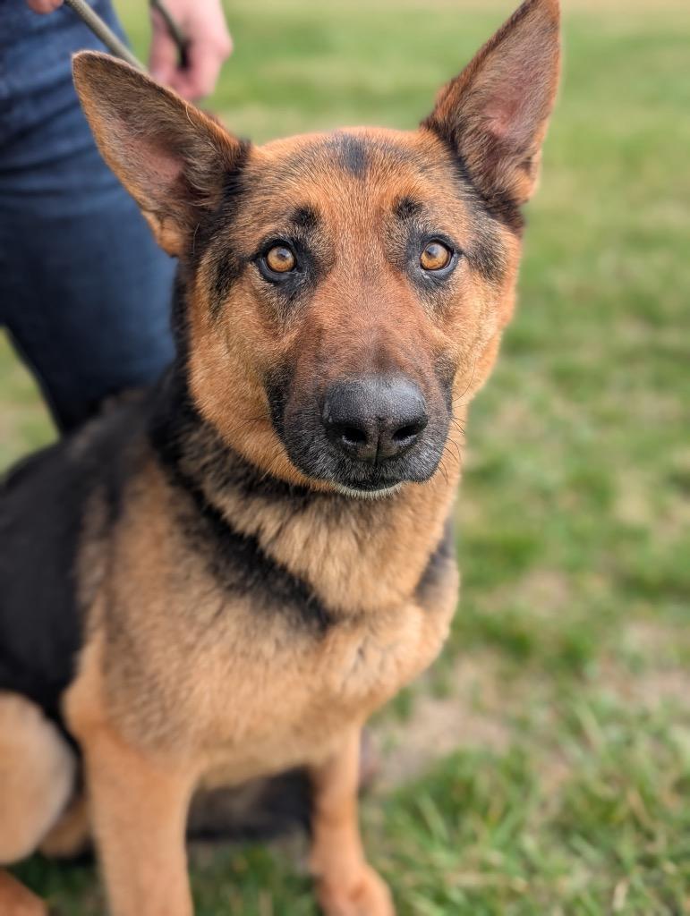Togo - PENDING ADOPTION, a Adoptable German Shepherd Dog in Defiance, OH image 3/5