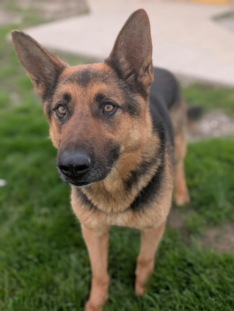 Togo - PENDING ADOPTION, a Adoptable German Shepherd Dog in Defiance, OH image 4/5
