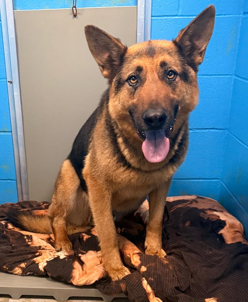 Togo - PENDING ADOPTION, a Adoptable German Shepherd Dog in Defiance, OH image 5/5