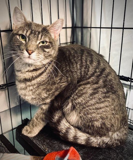 Enlarge Dimitrios, a Adoptable Domestic Short Hair in Duxbury, MA image 1/4