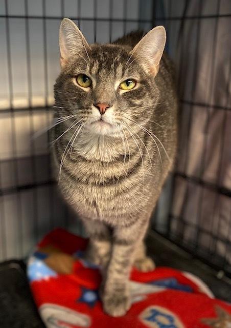 Enlarge Dimitrios, a Adoptable Domestic Short Hair in Duxbury, MA image 2/6