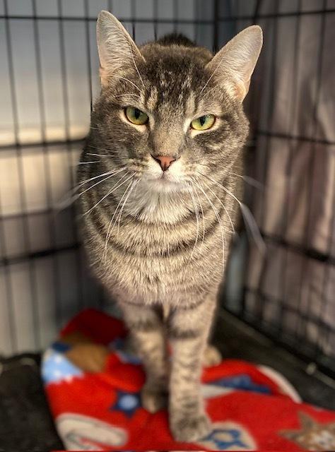 Enlarge Dimitrios, a Adoptable Domestic Short Hair in Duxbury, MA image 3/6