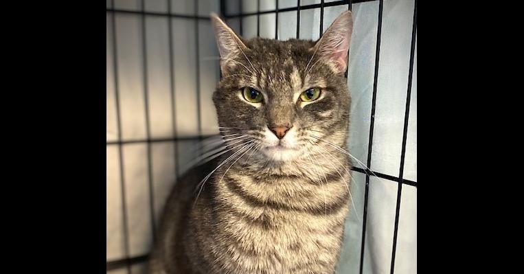 Enlarge Dimitrios, a Adoptable Domestic Short Hair in Duxbury, MA image 4/6