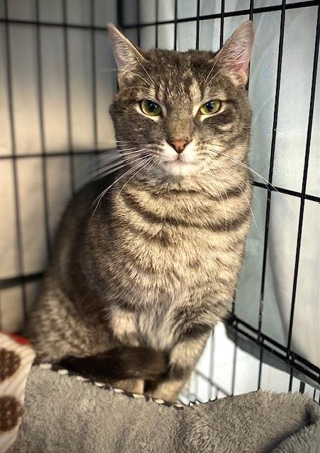 Enlarge Dimitrios, a Adoptable Domestic Short Hair in Duxbury, MA image 4/4