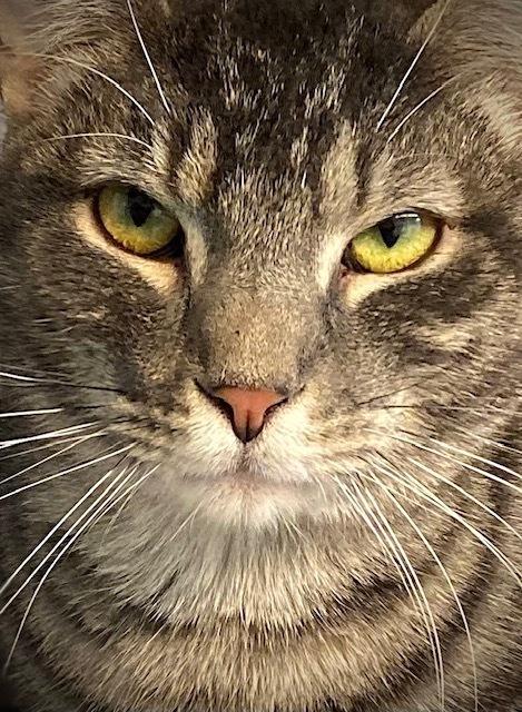 Enlarge Dimitrios, a Adoptable Domestic Short Hair in Duxbury, MA image 6/6
