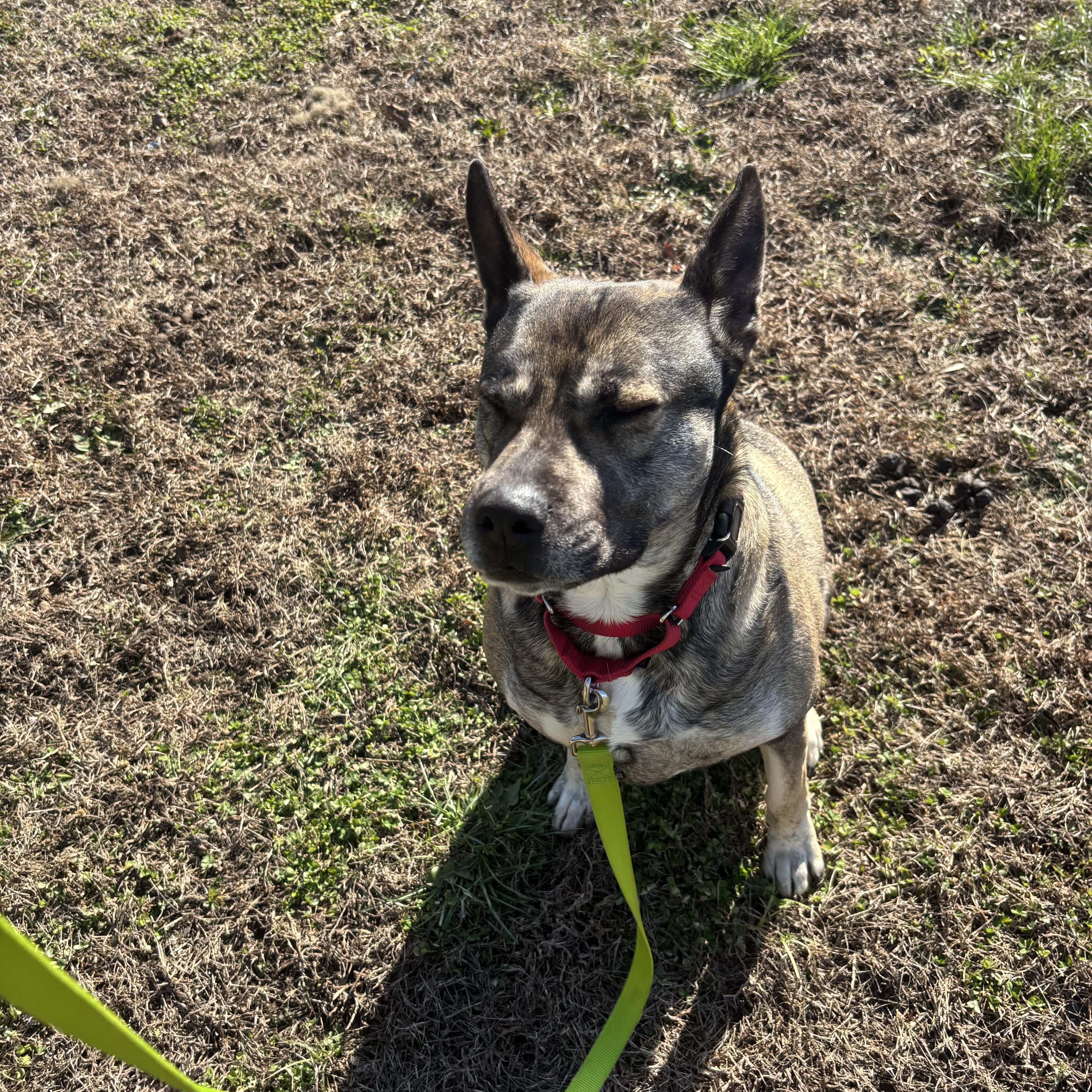 Enlarge Roxy, a ADOPTABLE mixed breed in Suffield, CT image 4/4