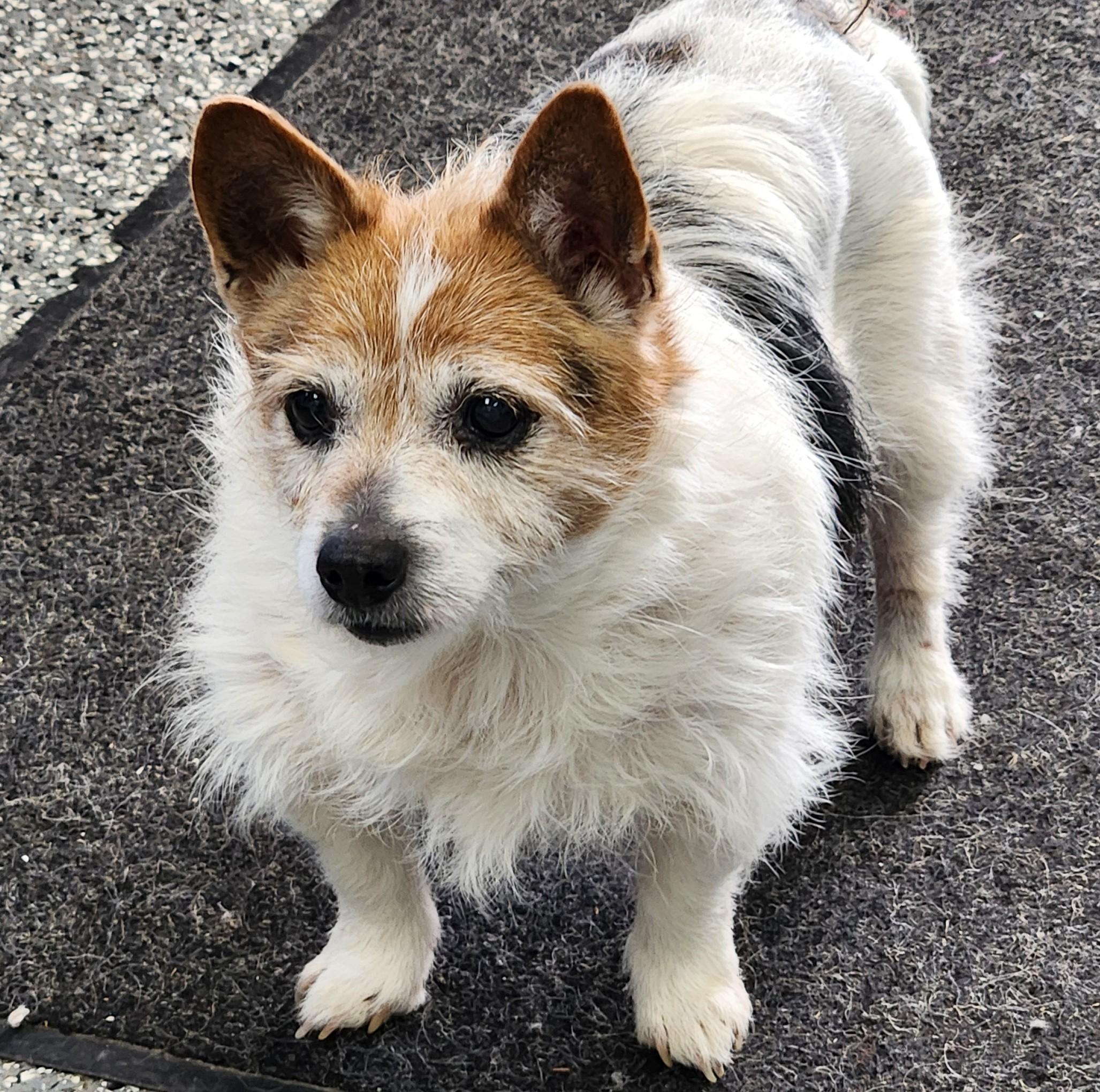 Betty Lou, ADOPTABLE, Senior Female Wirehaired Terrier.