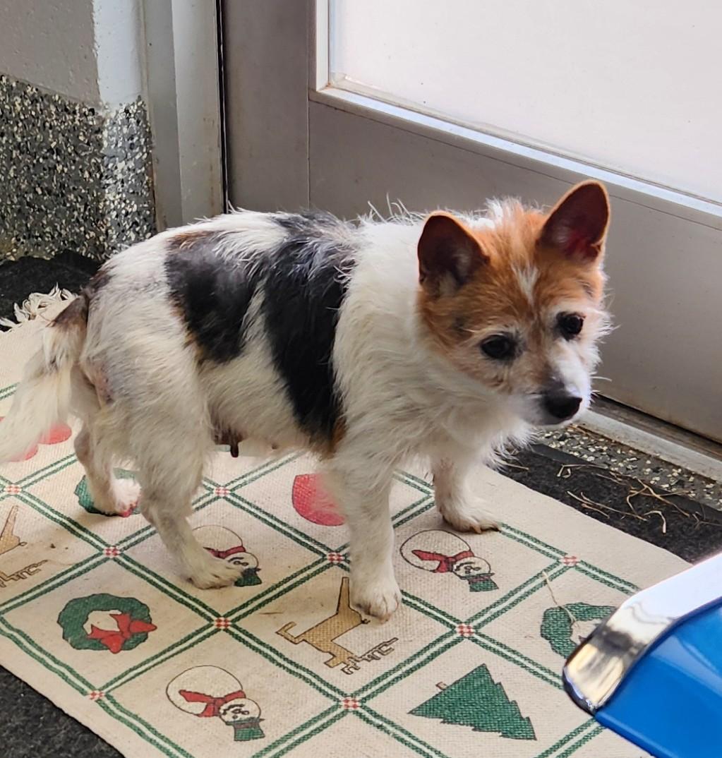 Enlarge Betty Lou, a ADOPTABLE mixed breed in Siloam Springs, AR image 2/3