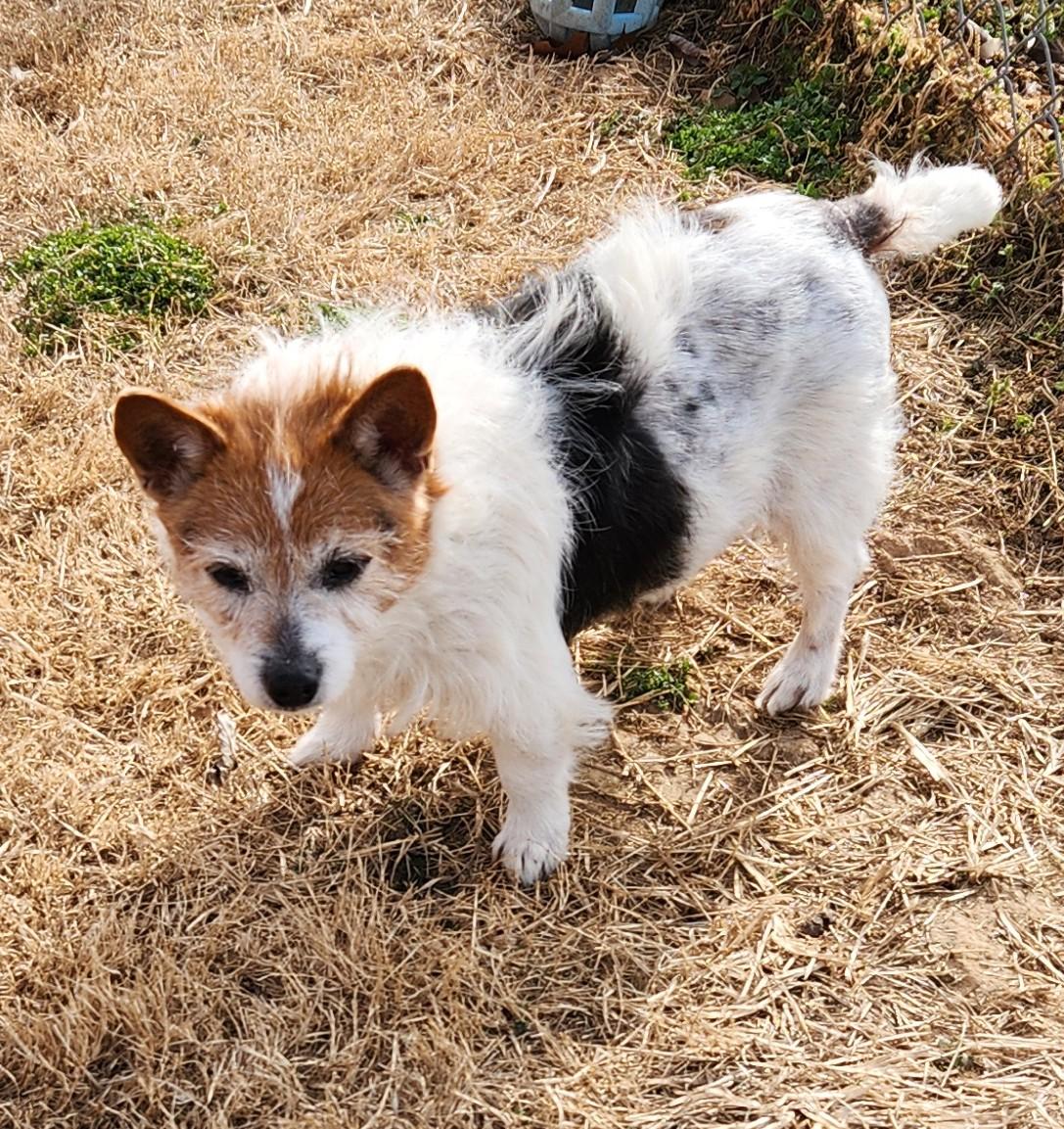 Enlarge Betty Lou, a ADOPTABLE mixed breed in Siloam Springs, AR image 3/3