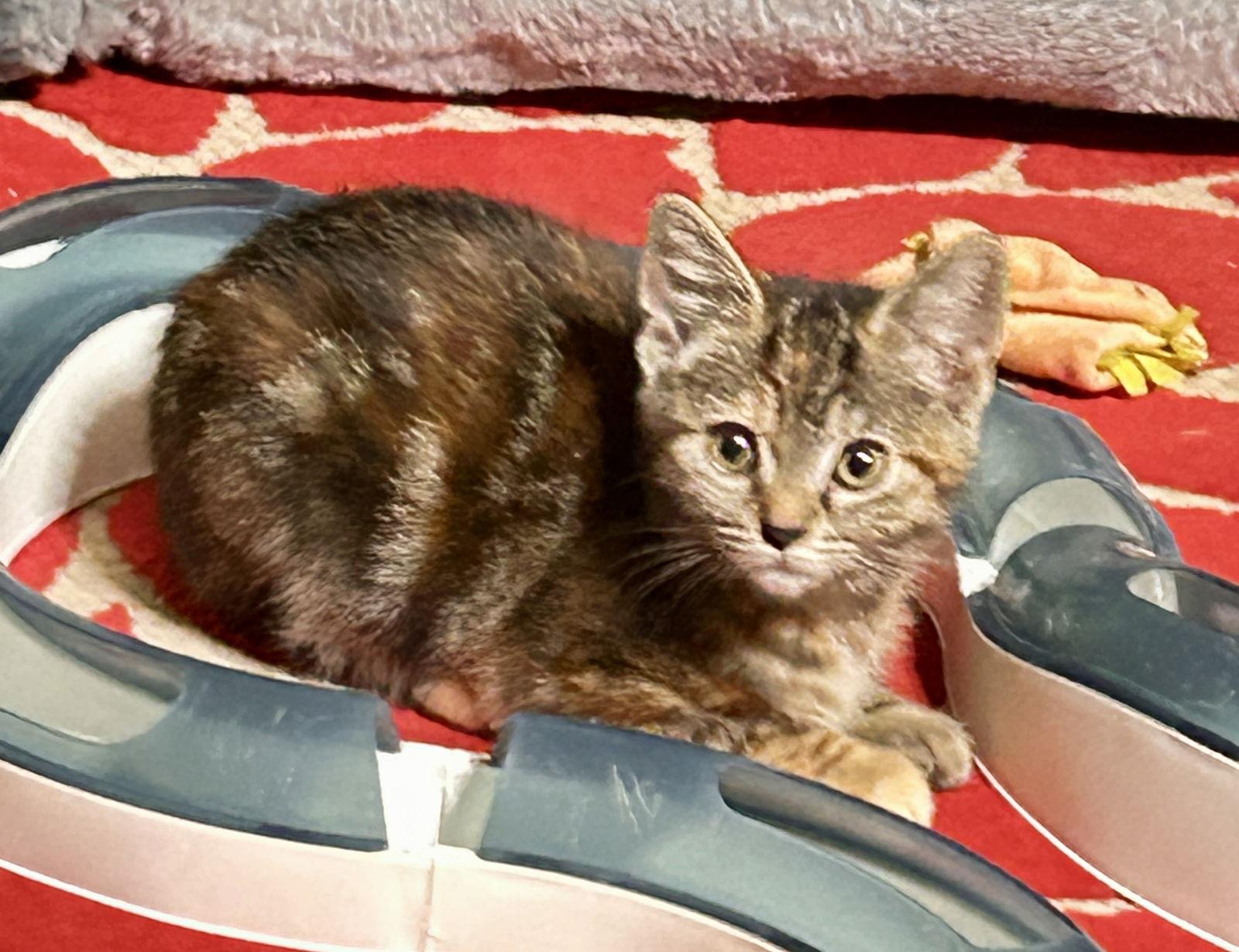 Enlarge TESSA, a Adopted mixed breed in Cypress, TX image 3/3