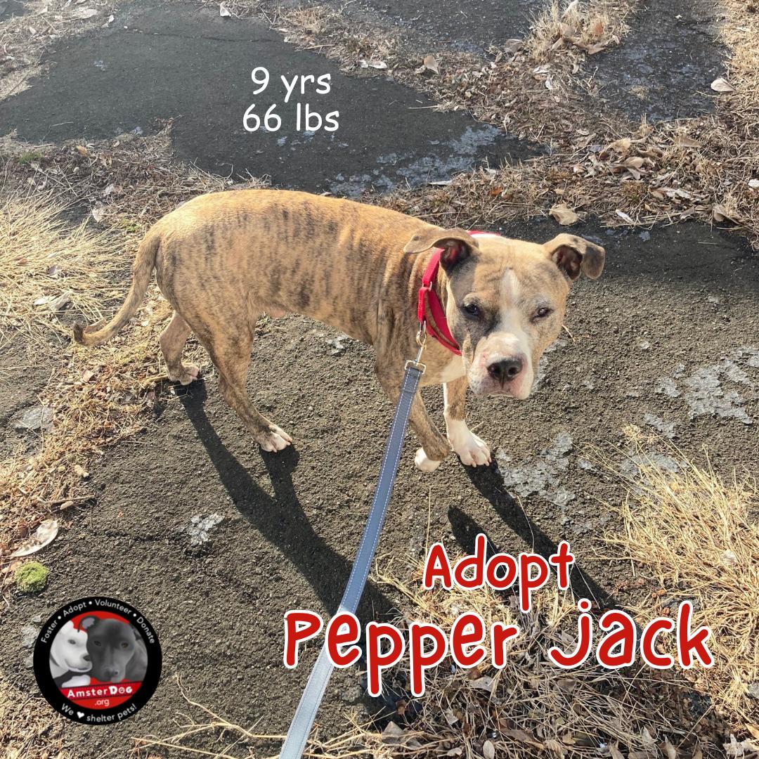 Pepper Jack, a Adoptable Mixed Breed in Stafford Springs, CT image 5/6