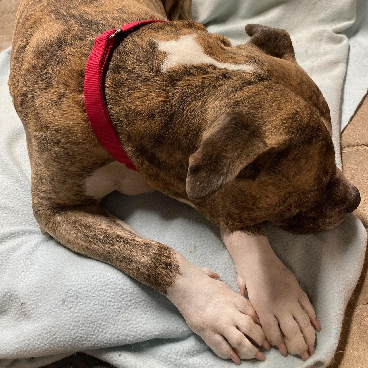 Pepper Jack, a Adoptable Mixed Breed in Stafford Springs, CT image 6/6