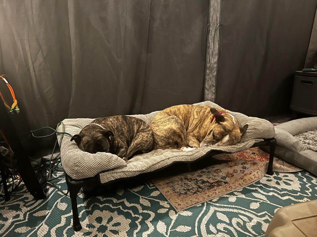 Pepper Jack, a Adoptable Mixed Breed in Stafford Springs, CT image 2/6