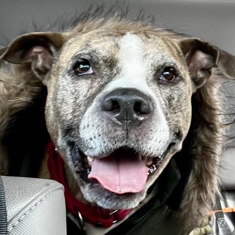 Pepper Jack photo 3