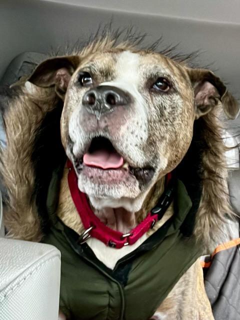 Pepper Jack, a Adoptable Mixed Breed in Stafford Springs, CT image 4/6