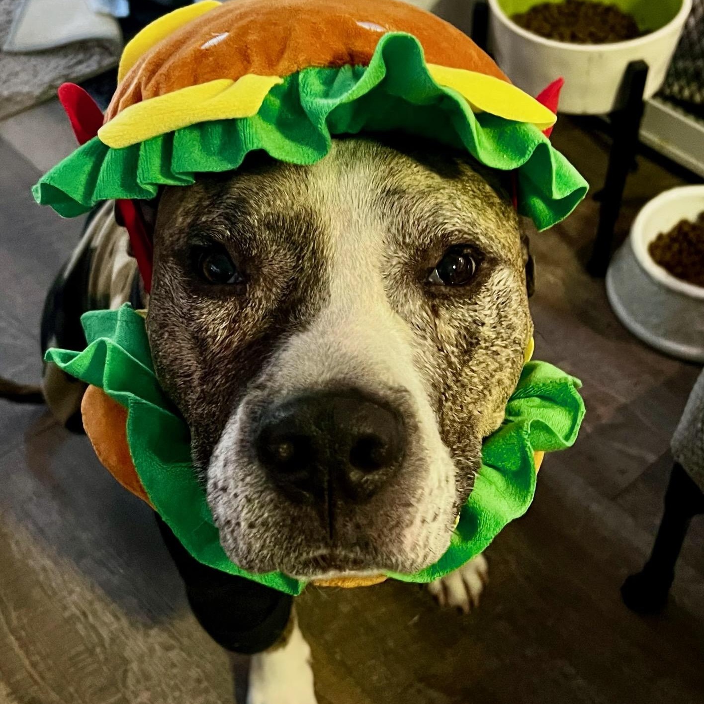 Pepper Jack, Senior Male unknown