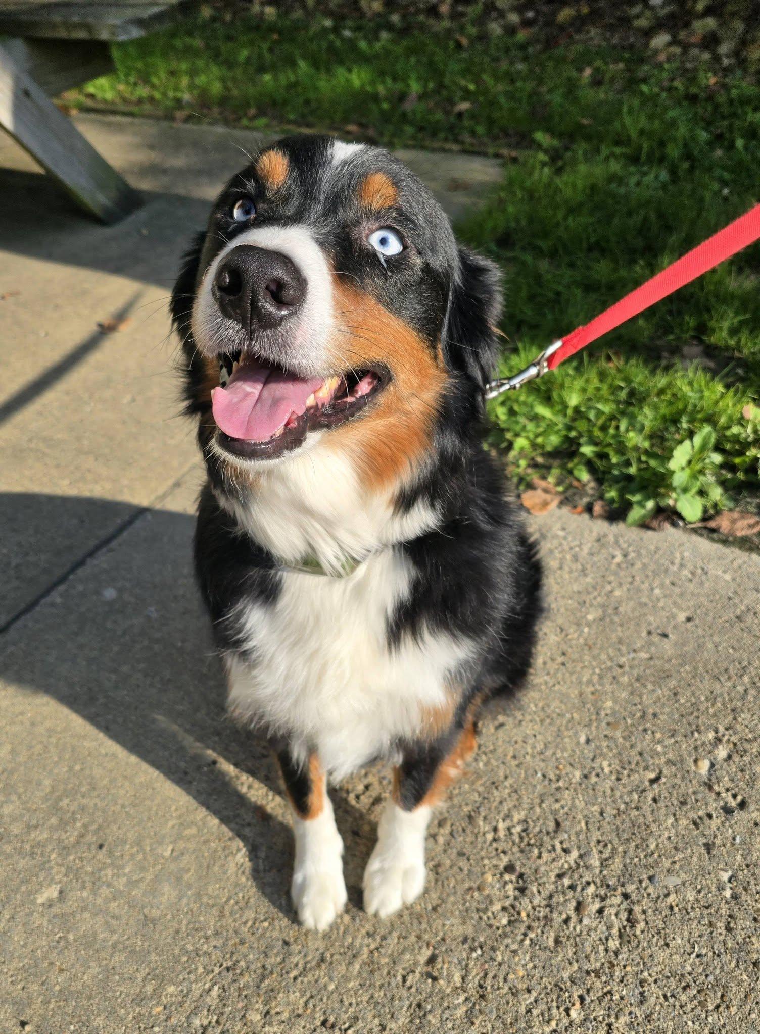 Thor, Adopted, Adult Male Australian Shepherd.