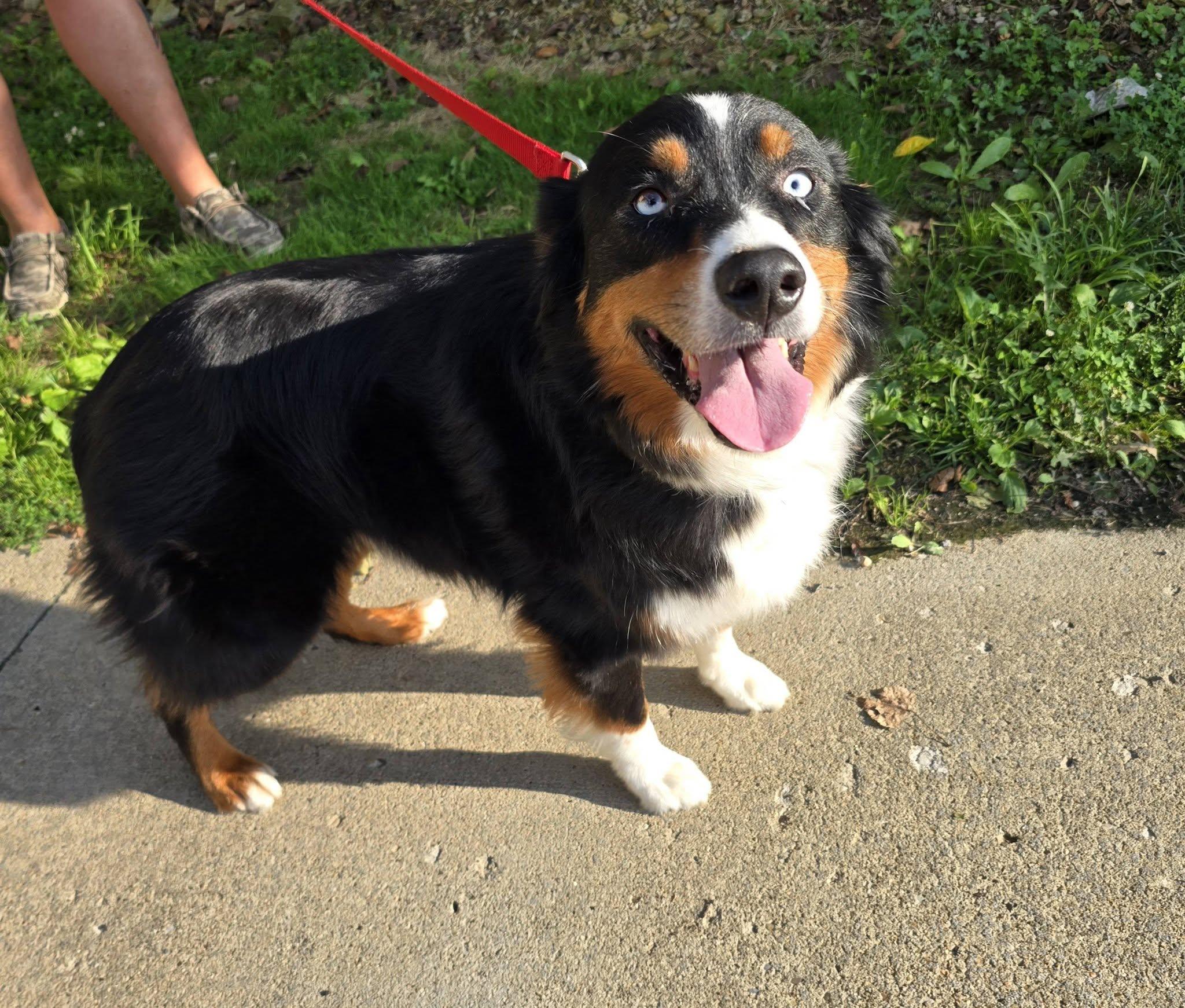 Enlarge Thor, a Adopted Australian Shepherd in St. Clairsville, OH image 2/3