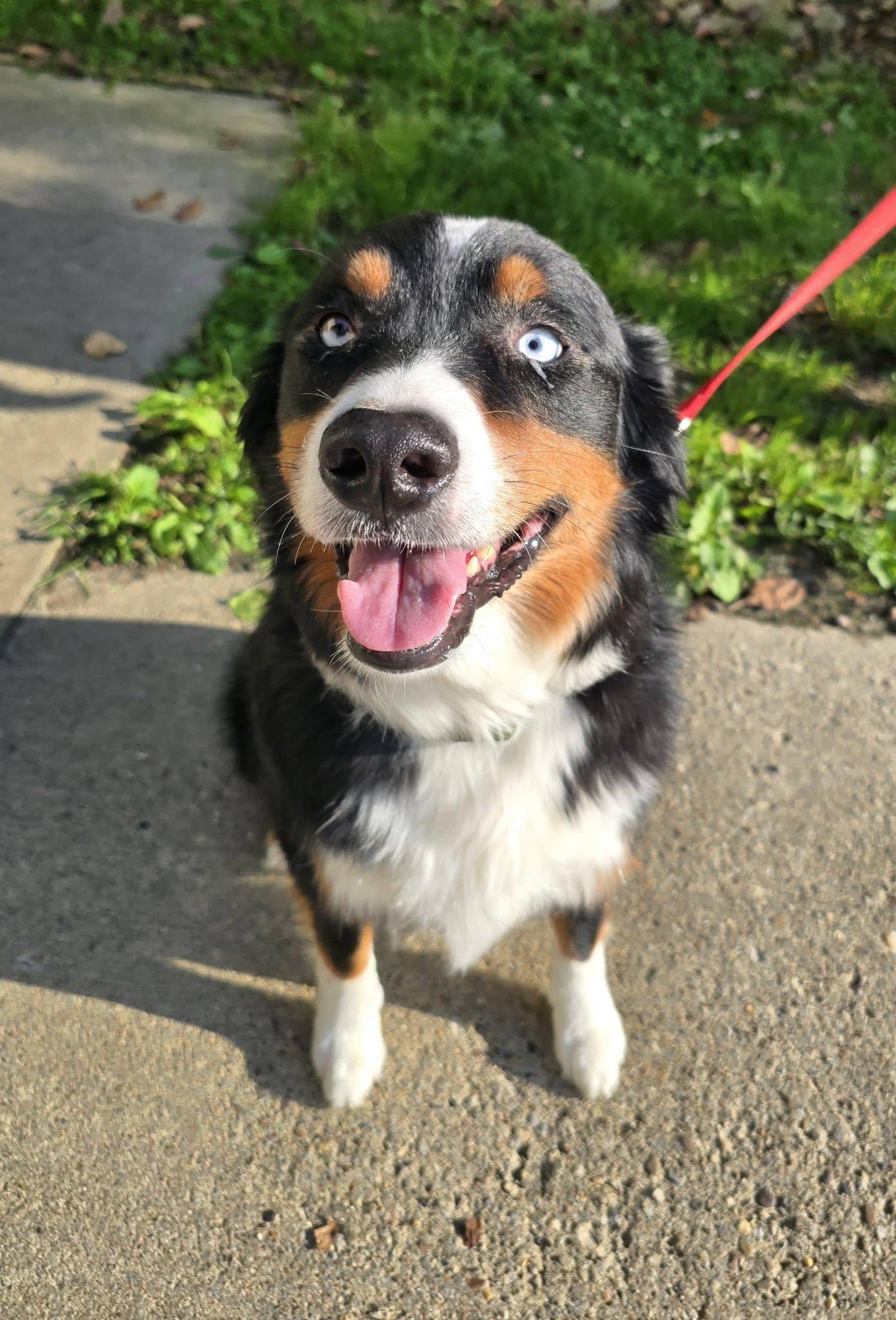 Enlarge Thor, a Adopted Australian Shepherd in St. Clairsville, OH image 3/3