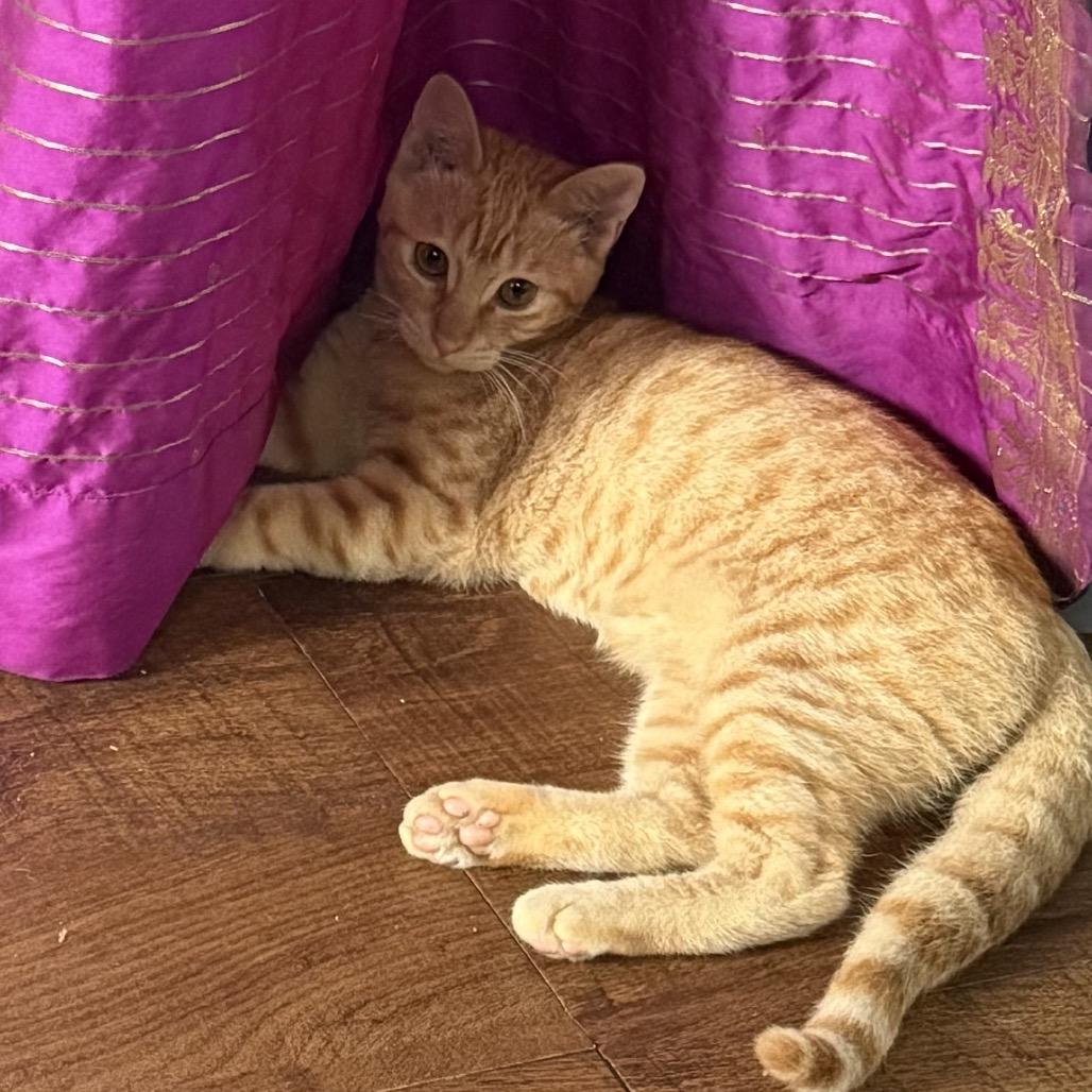 Felix, Adoptable, Young Male Domestic Short Hair.