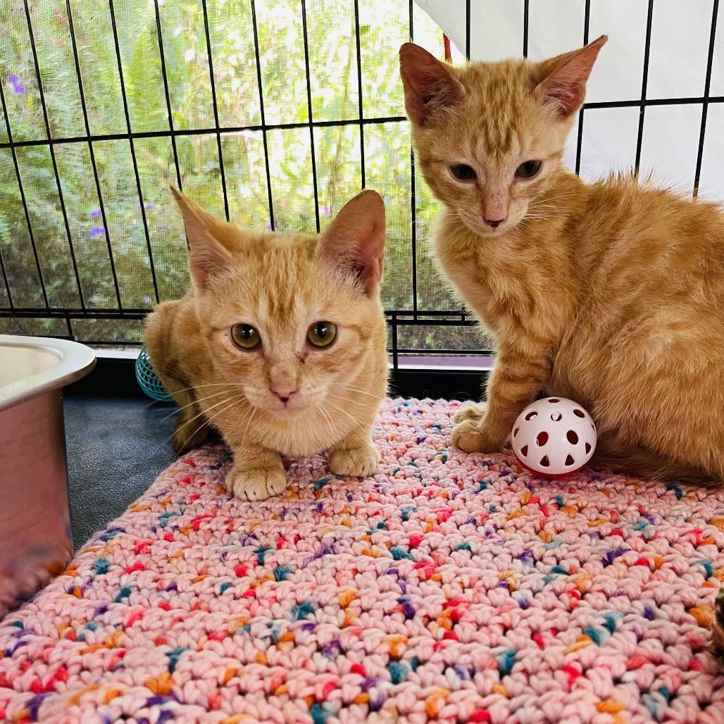 Felix, Adoptable, Kitten Male Domestic Short Hair.