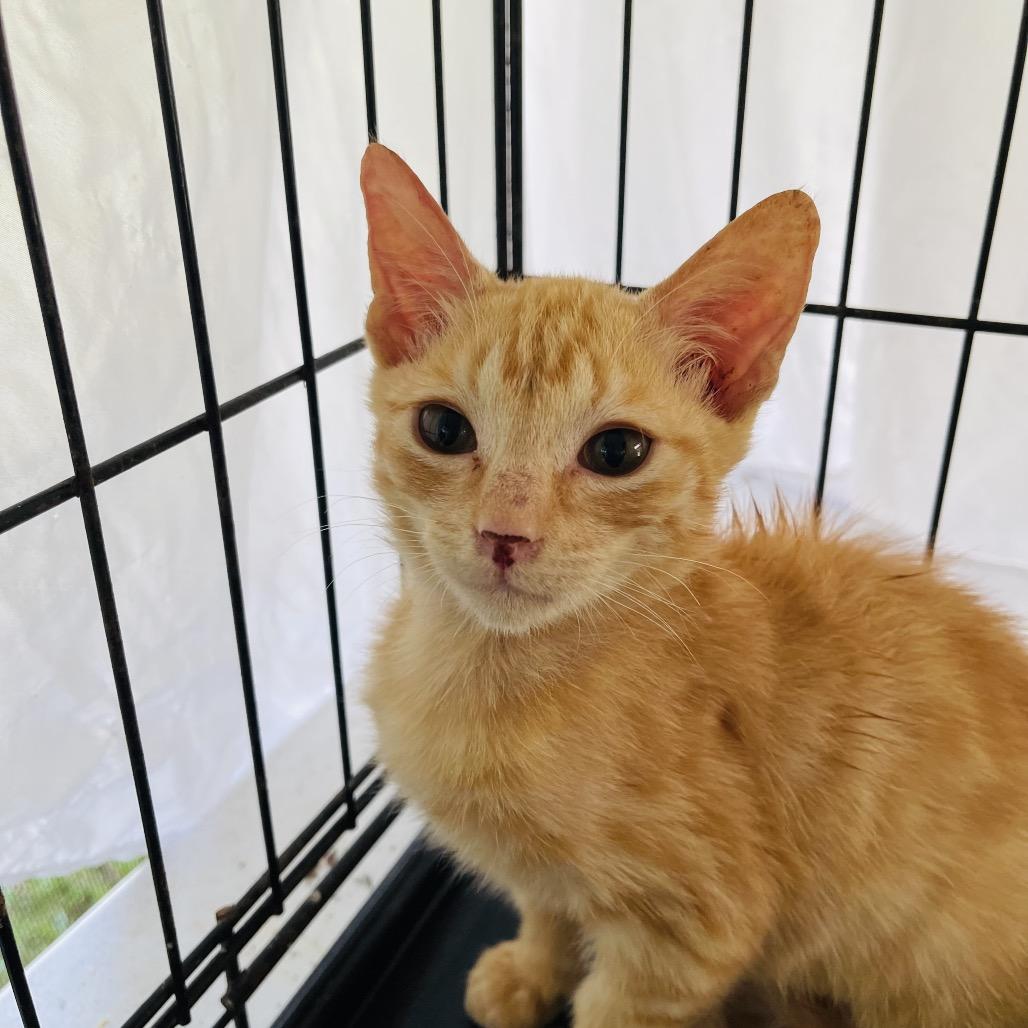 Enlarge Felix, a Adoptable Domestic Short Hair in Pahoa, HI image 2/6