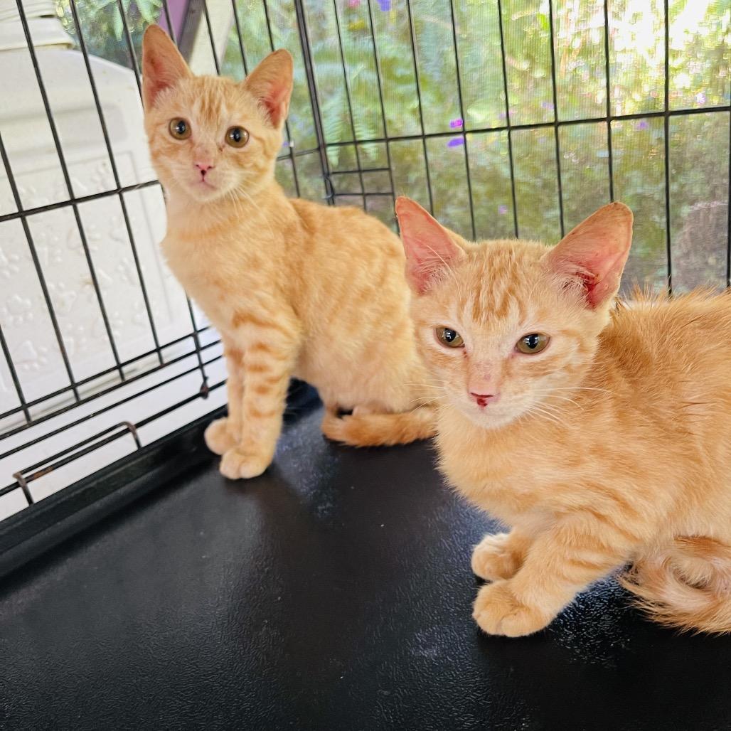 Enlarge Felix, a Adoptable Domestic Short Hair in Pahoa, HI image 4/6