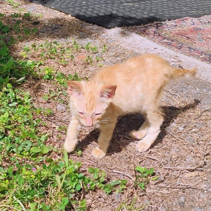 Enlarge Felix, a Adoptable Domestic Short Hair in Pahoa, HI image 5/6