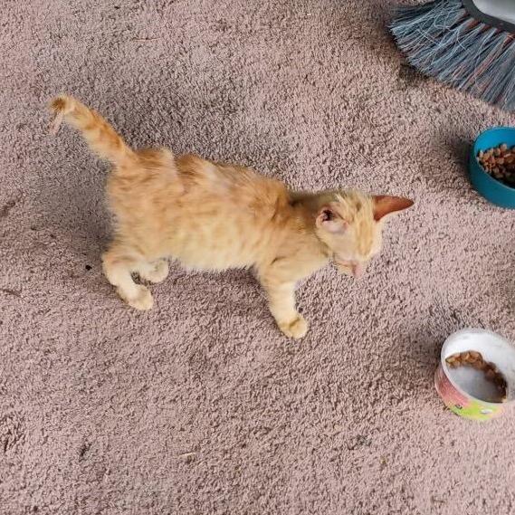 Enlarge Felix, a Adoptable Domestic Short Hair in Pahoa, HI image 6/6