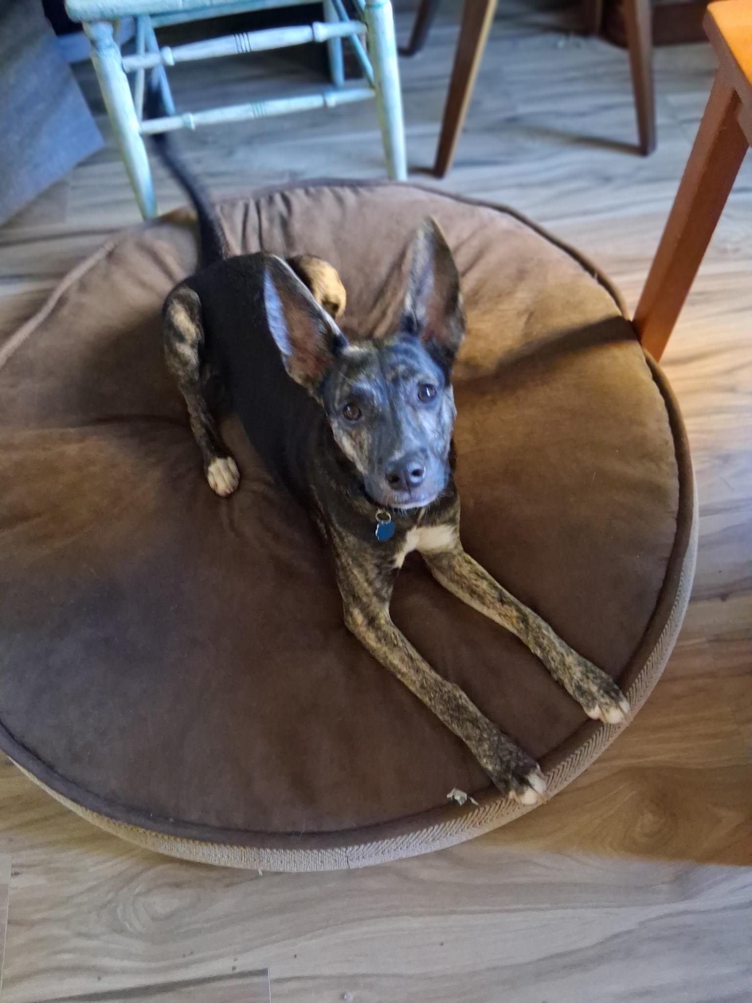 Enlarge Blue, an adoptable mixed breed in Westminster, CO image 2/5