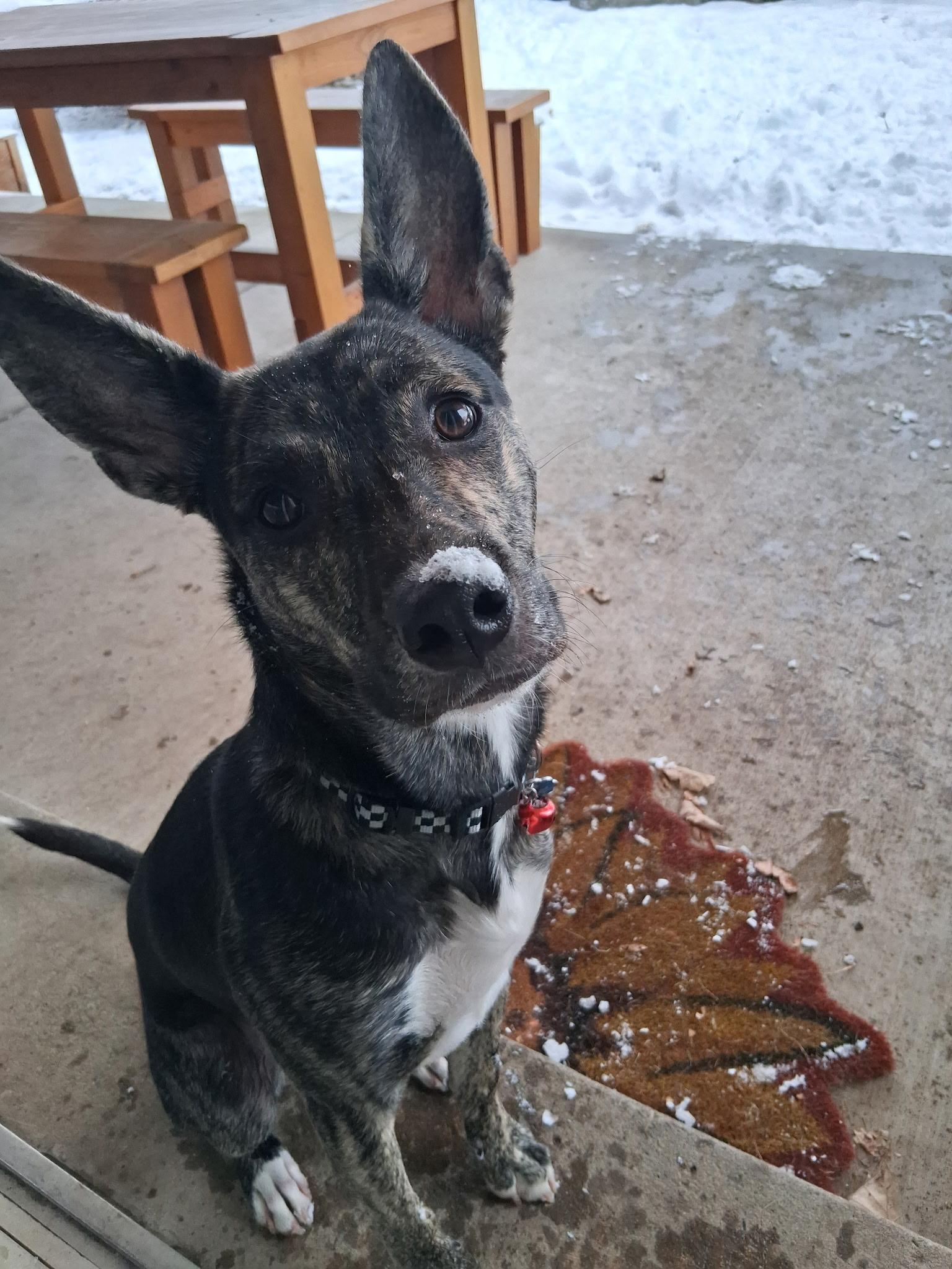 Enlarge Blue, an adoptable mixed breed in Westminster, CO image 3/5